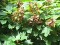 Alice Oakleaf Hydrangea / Hydrangea quercifolia 